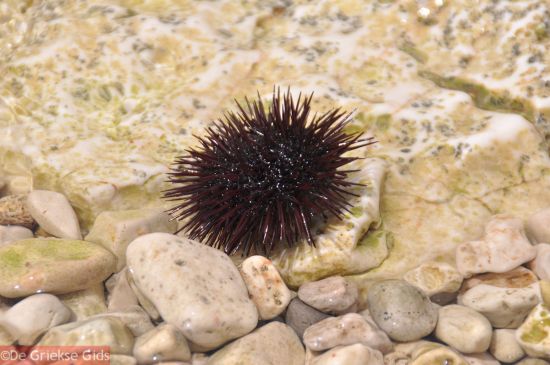 Zee egel Griekenland